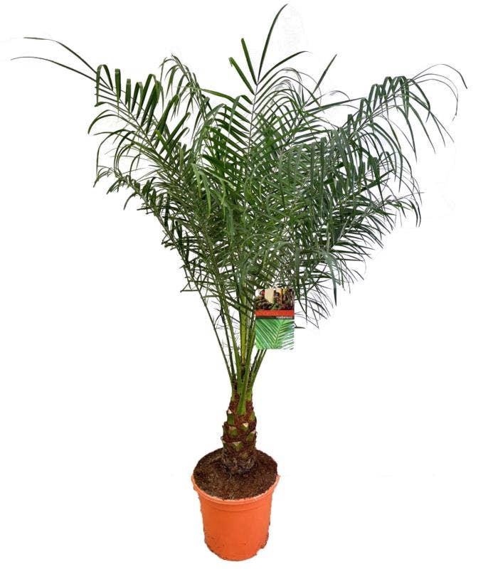 Phoenix roebelenii
