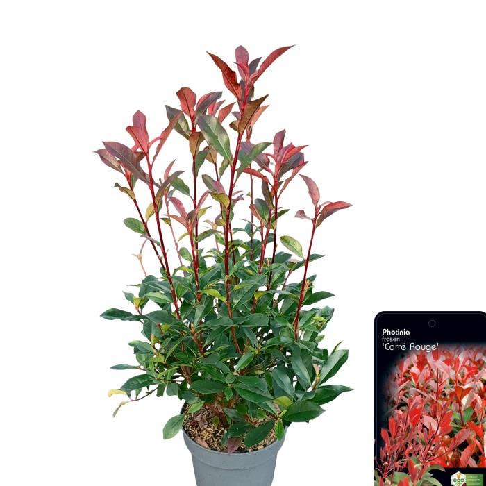 Photinia 'Carré Rouge'