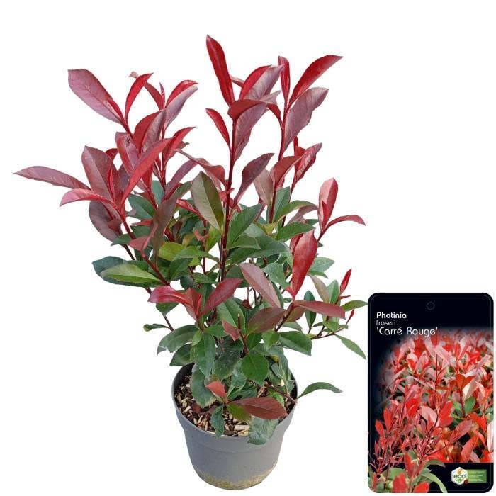 Photinia 'Carré Rouge'