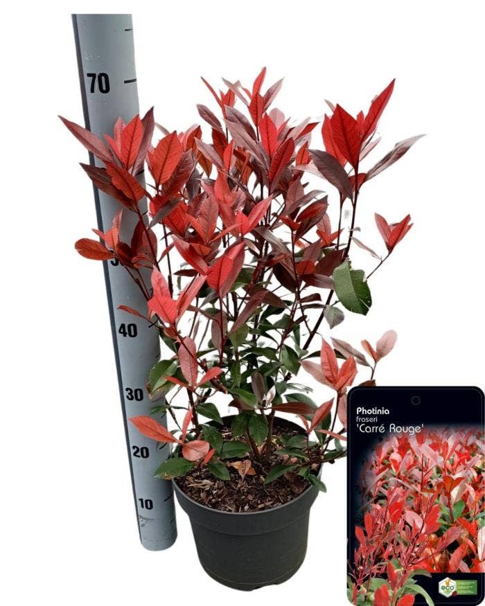 Photinia fra. 'Carré Rouge'