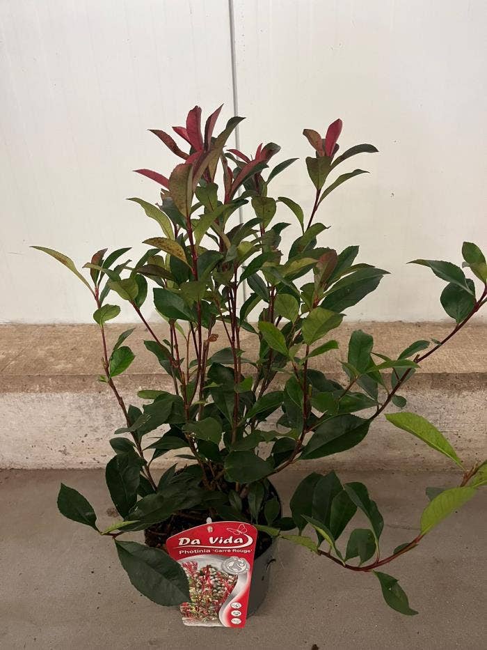 Photinia fra. 'Carre Rouge'