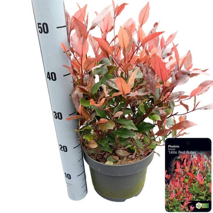 Photinia fra. 'Little Red Robin'