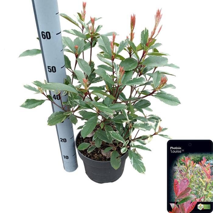 Photinia fra. 'Louise'