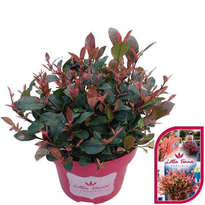 Photinia 'Little Fenna' 