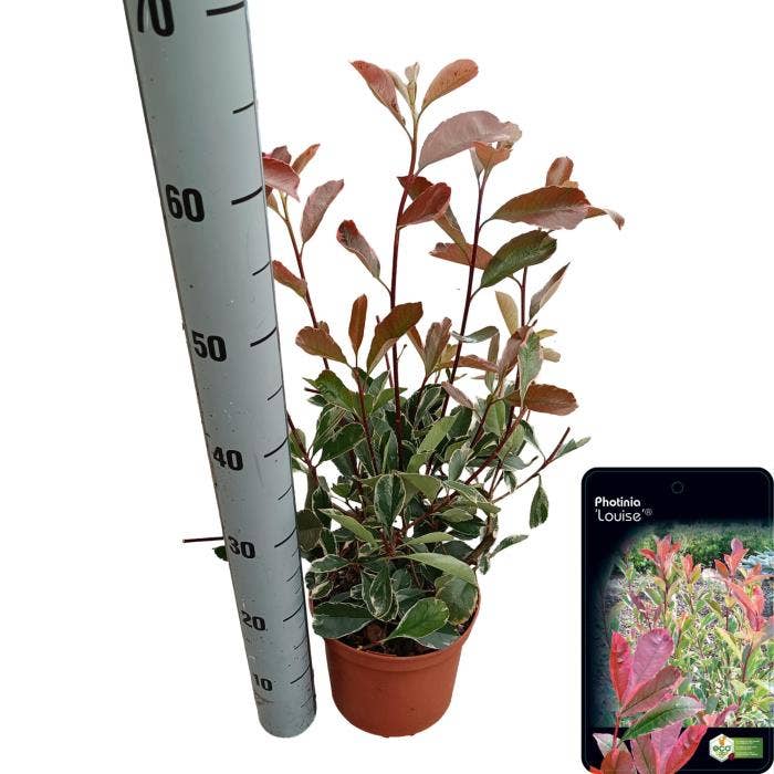 Photinia Louise