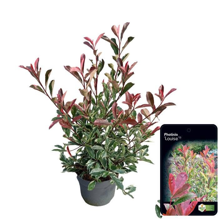 Photinia 'Louise' 