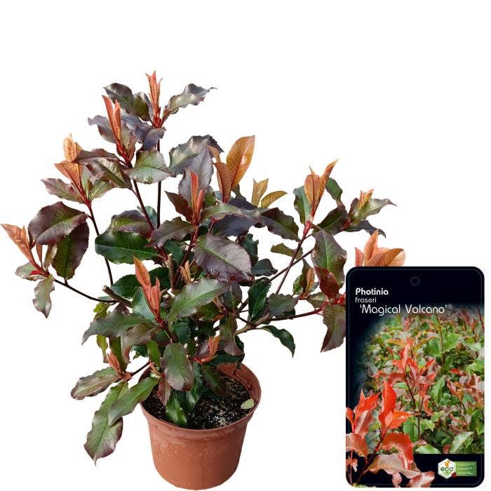 Photinia Magical Vulcano