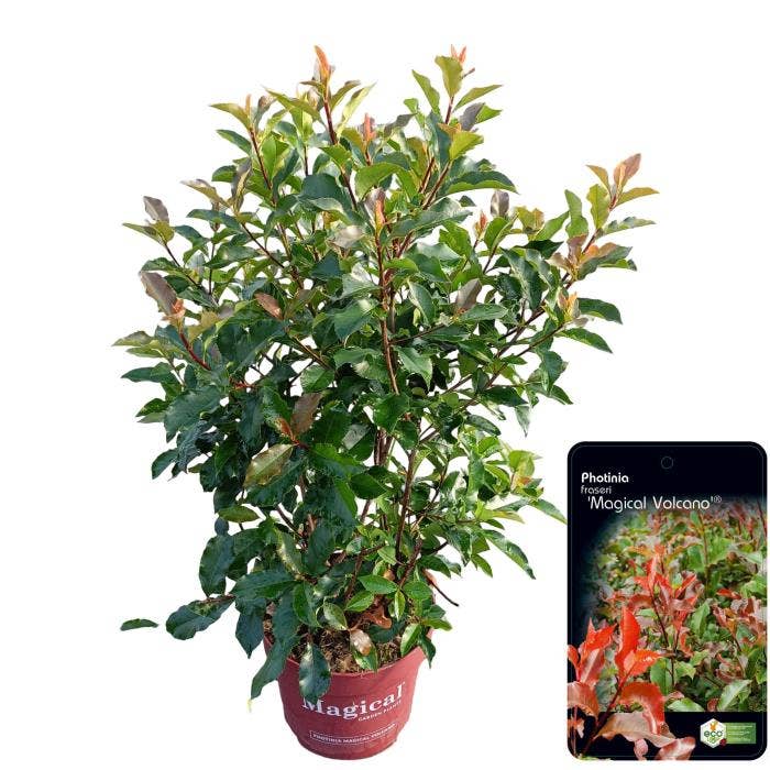Photinia 'Magical Vulcano'