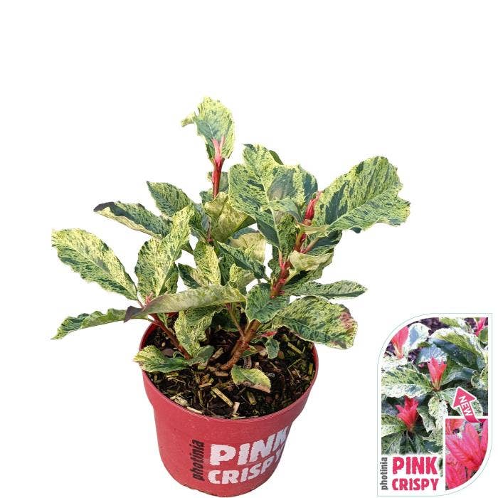 Photinia 'Pink Crispy'
