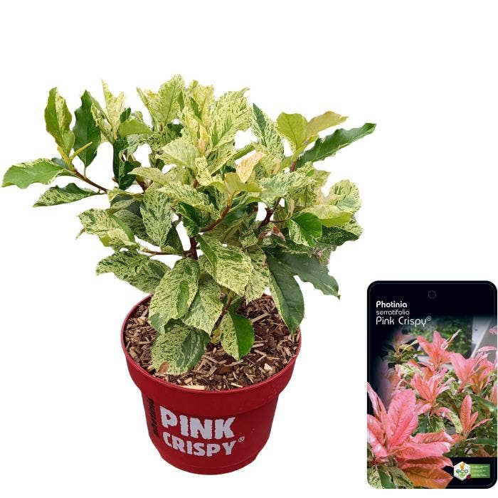 Photinia 'Pink Crispy'