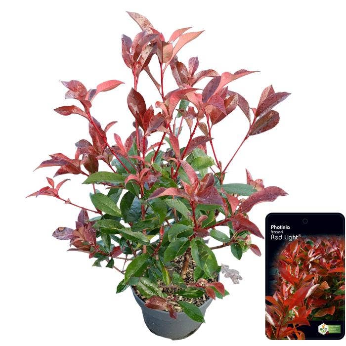 Photinia 'Red Light'