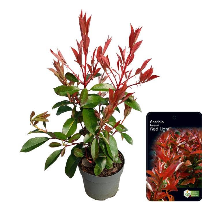 Photinia 'Red Light'