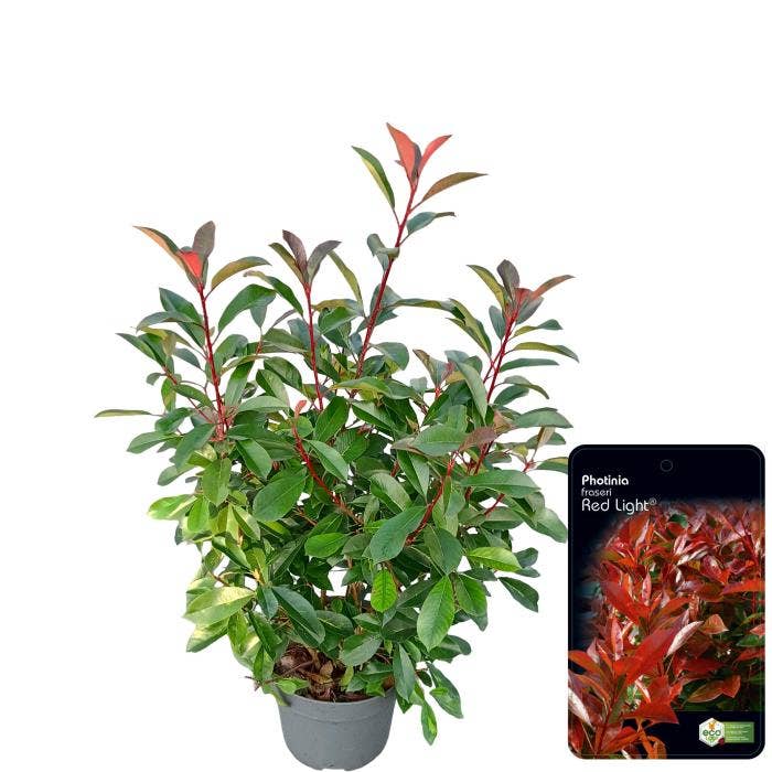 Photinia 'Red Light'
