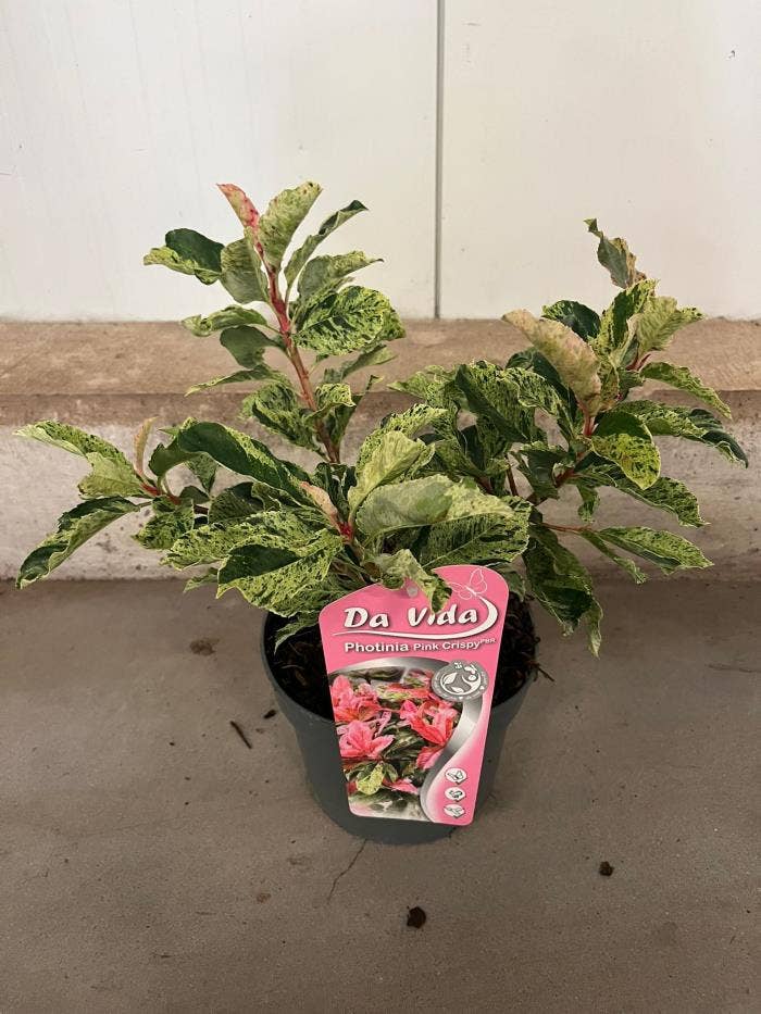 Photinia ser. 'Pink Crispy'