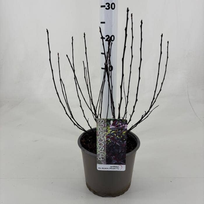 Physocarpus opu. 'All Black'