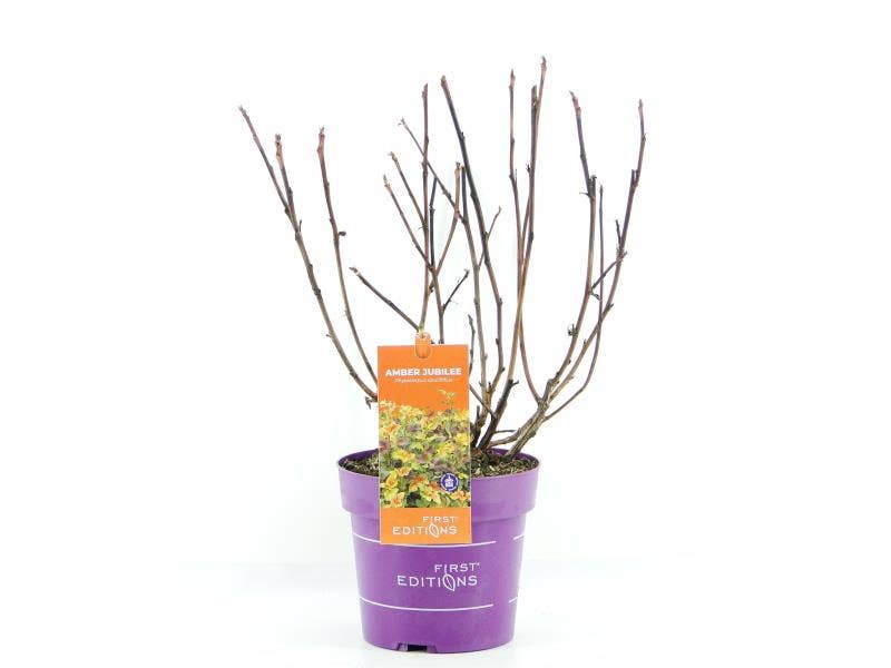 Physocarpus opu. 'Amber Jubilee'