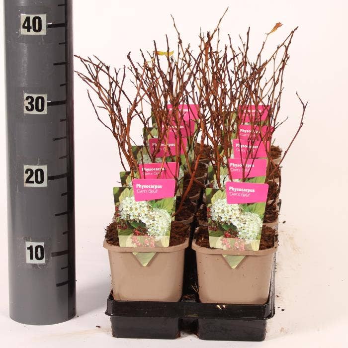 Physocarpus opu. 'Dart's Gold'