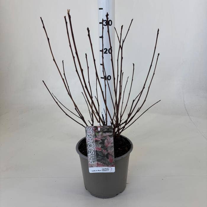 Physocarpus opu. 'Lady in Red'