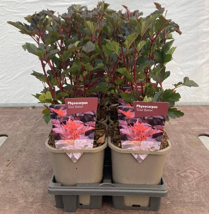 Physocarpus opu. 'Red Baron'