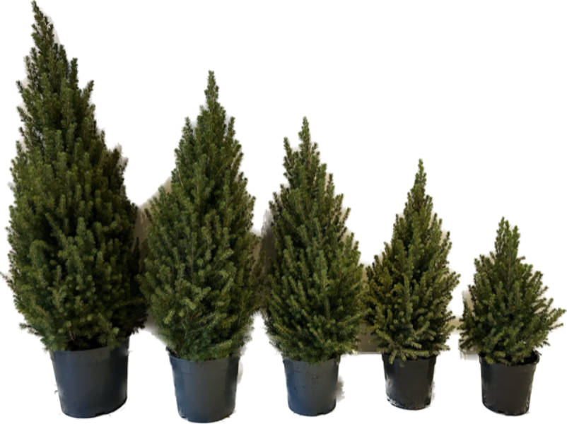 Picea gl. 'Conica' potgrown