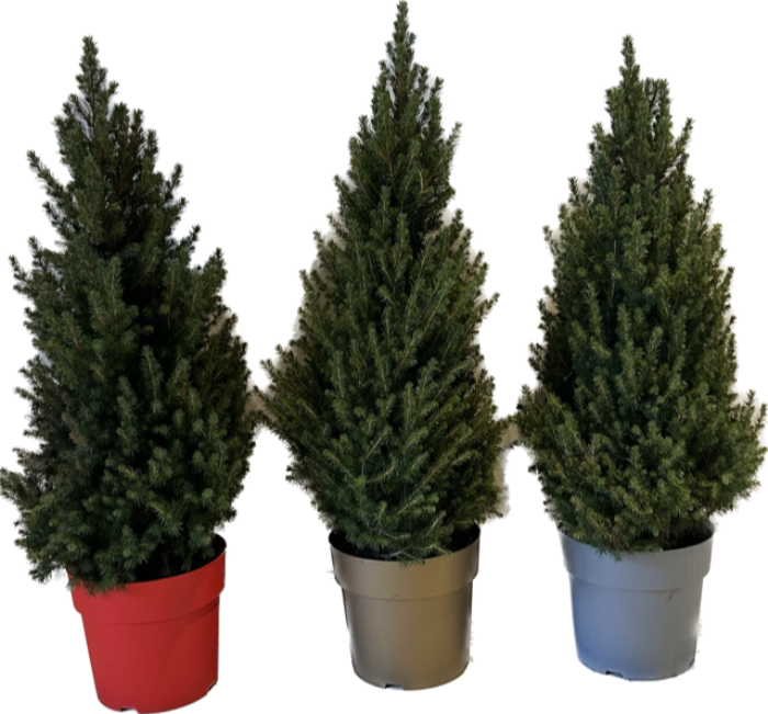 Picea gl. 'Conica' potpressed