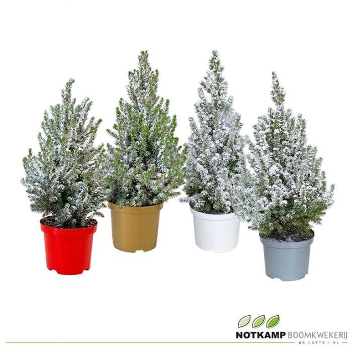 Picea gl. 'Conica'