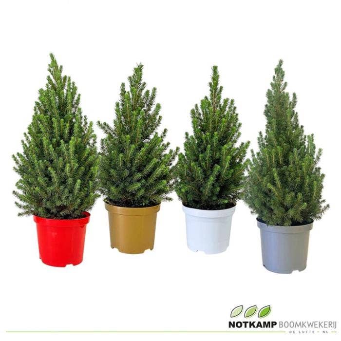 Picea gl. 'Conica'