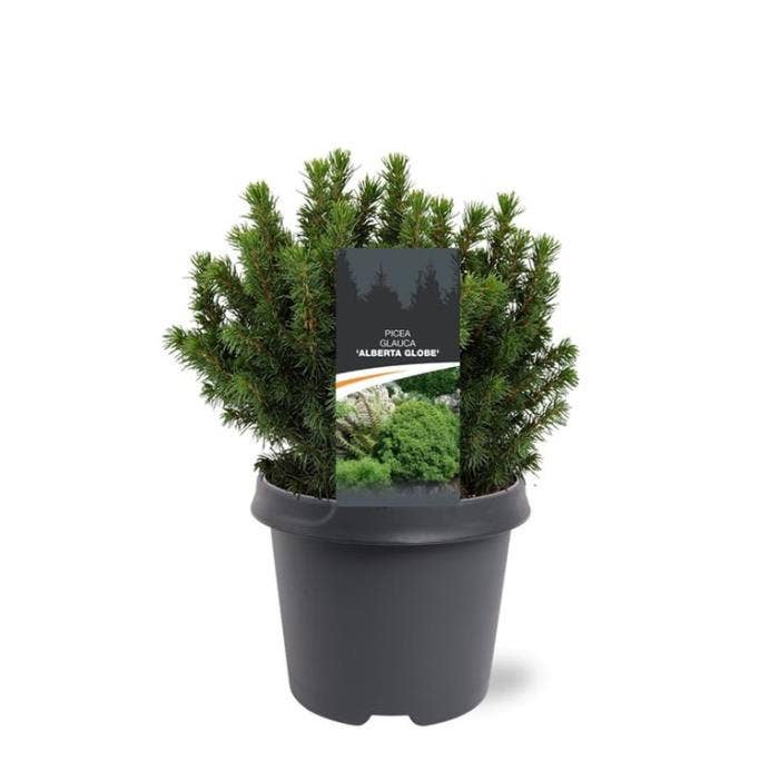 Picea gla. 'Alberta Globe'