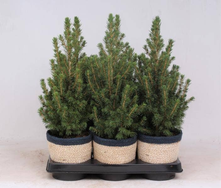 Picea gla. 'Conica' in Blue basket