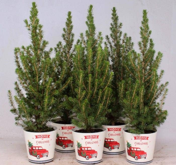 Picea gla. 'Conica' in christmas cup