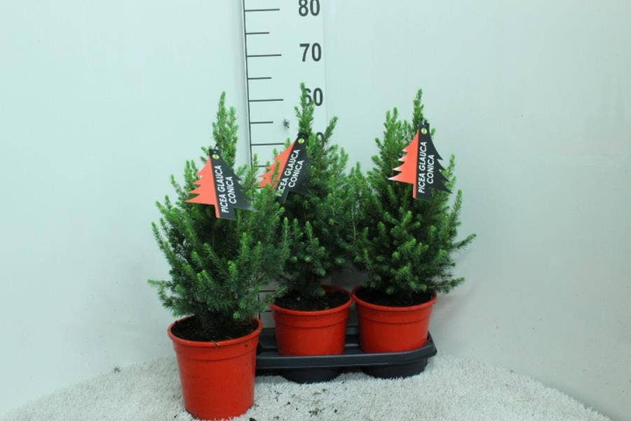 Picea gla. 'Conica' Red pot