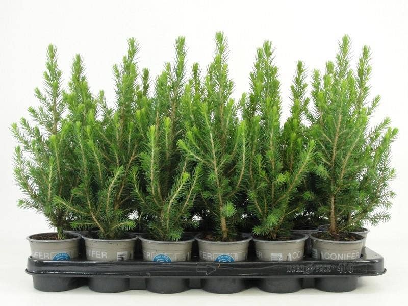 Picea gla. 'Conica'