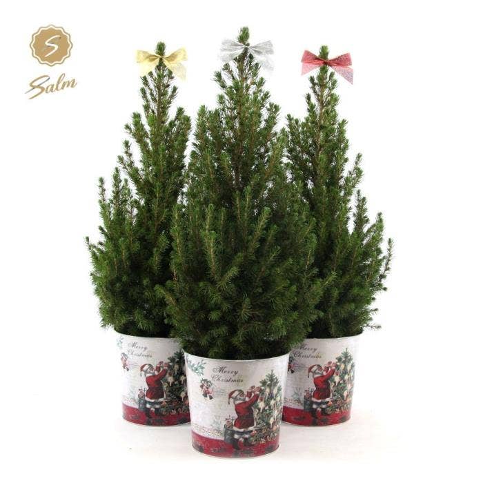 Picea gla. 'December' basket + bow