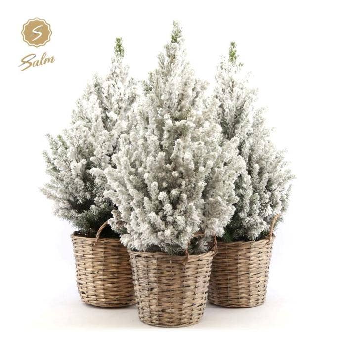 Picea gla. 'December' basket + snow