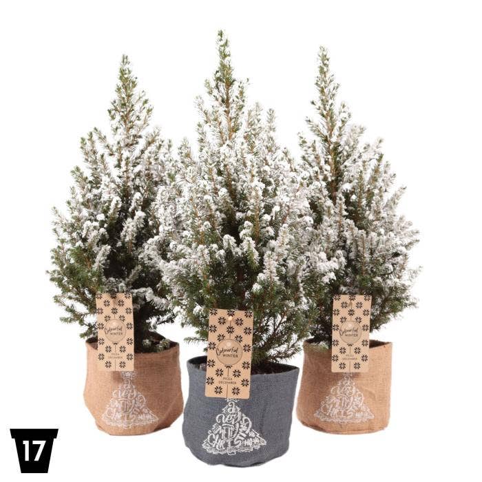 Picea gla. 'December' snow