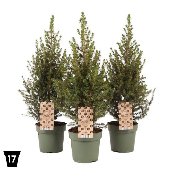 Picea gla. 'December'