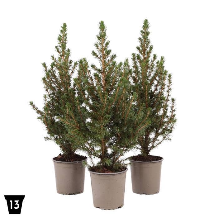 Picea gla. 'December'