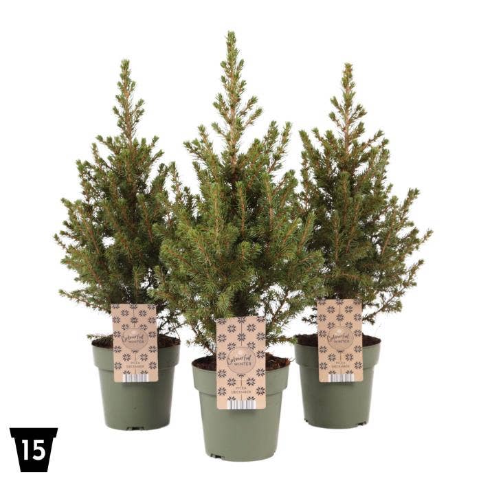 Picea gla. 'December'