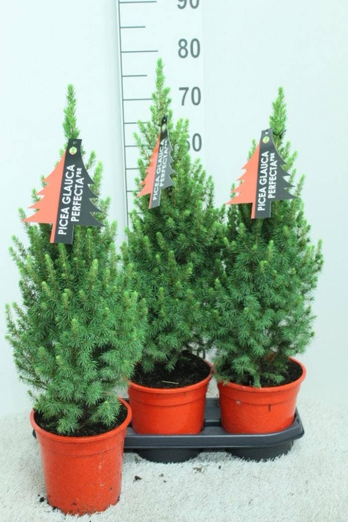 Picea gla. 'Perfecta' Red pot