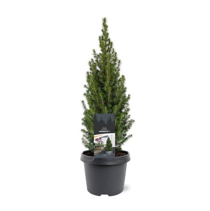 Picea gla. 'Perfecta' 