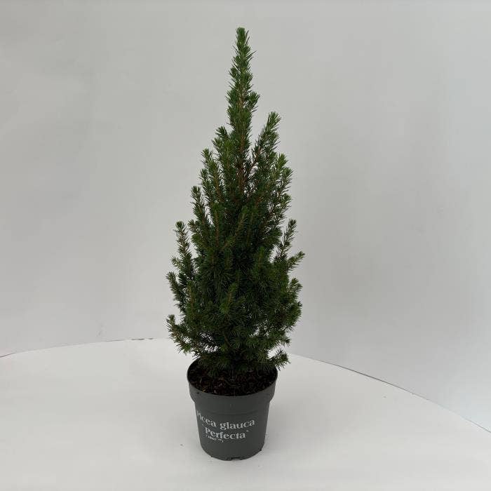 Picea gla. 'Perfecta'