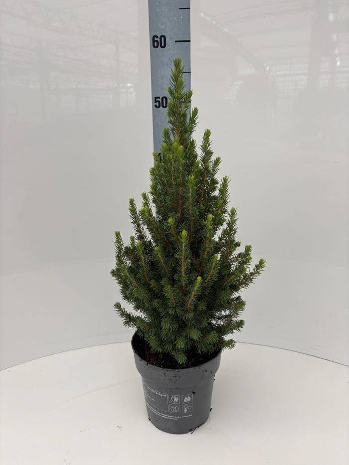 Picea gla. 'Perfecta'