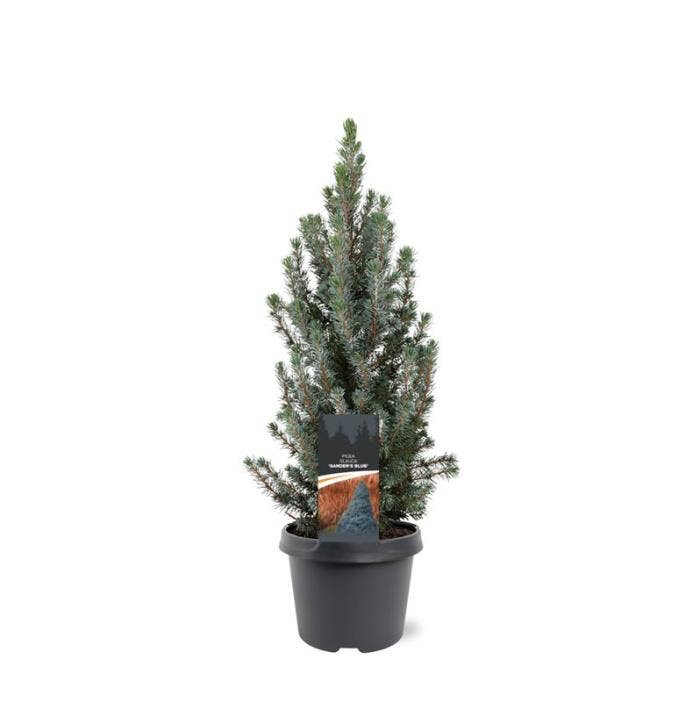 Picea gla. 'Sander's Blue'