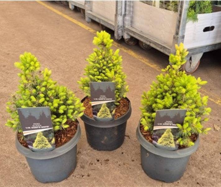 Picea glauca 'J.W. Daisy's White'