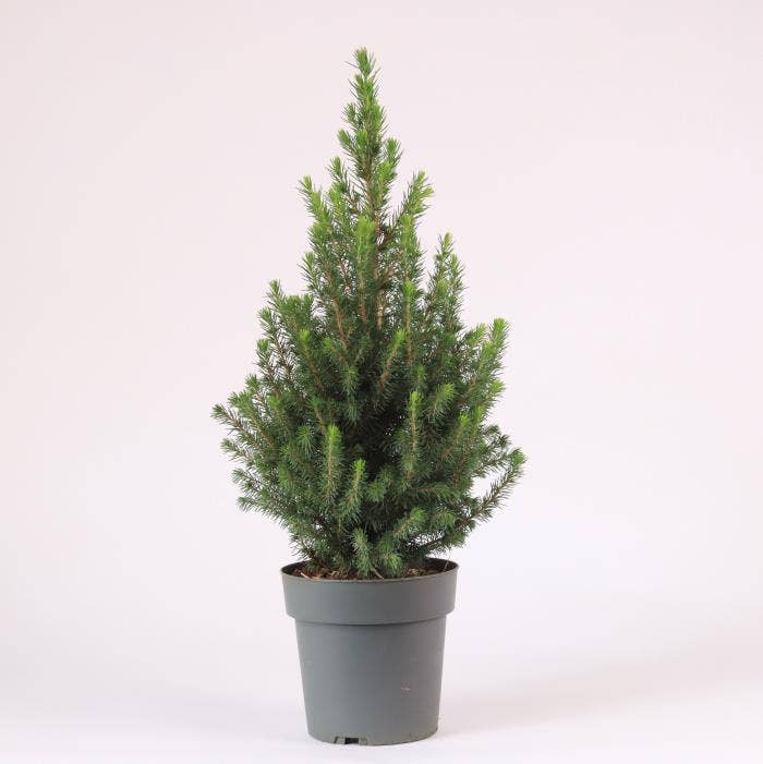 Picea glauca 'Perfecta' 