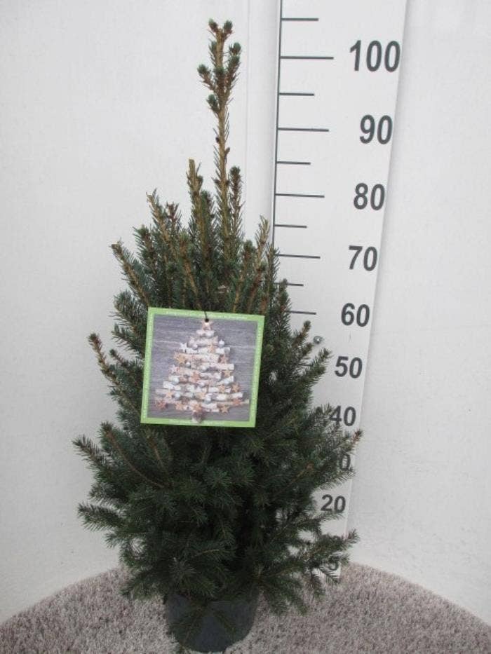 Picea glauca 'Super Green' 