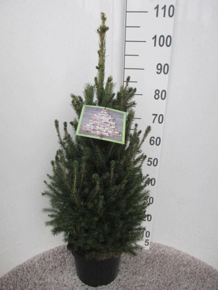 Picea glauca 'Super Green'