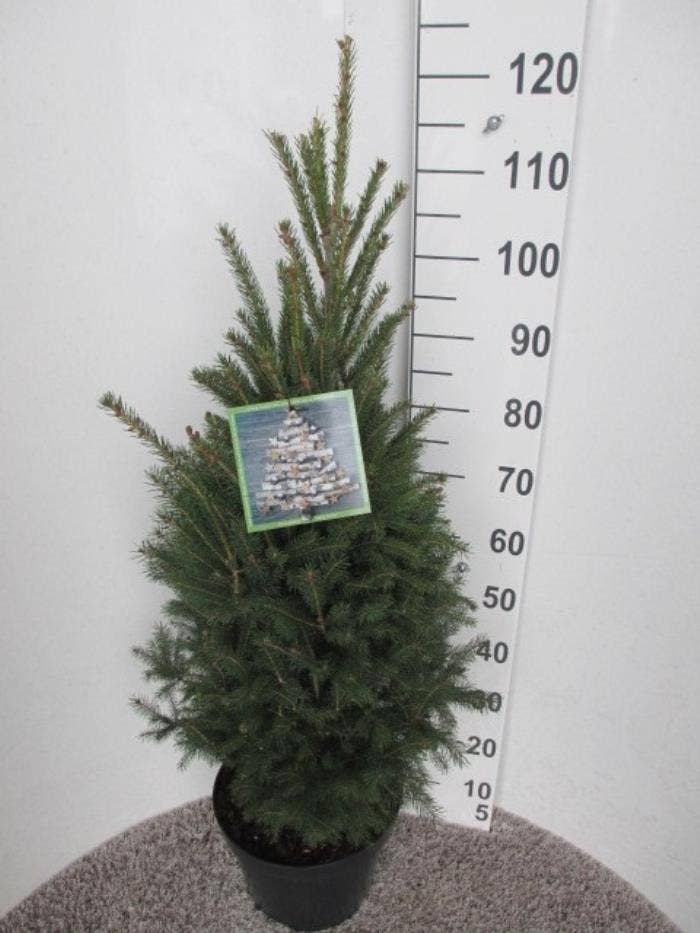 Picea glauca 'Super Green'