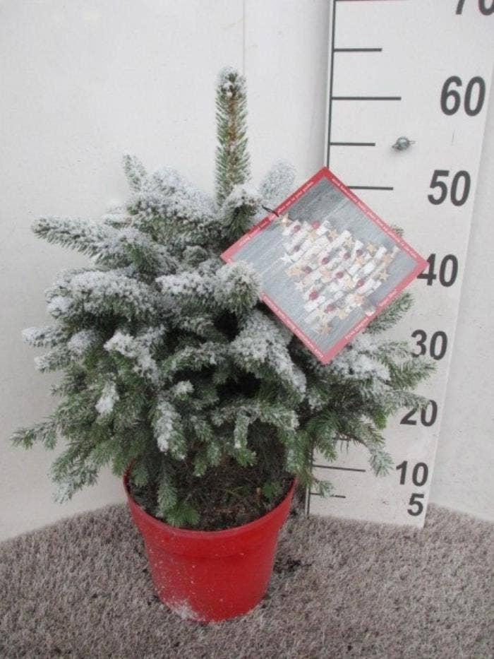Picea pun. 'Super Blue' snow