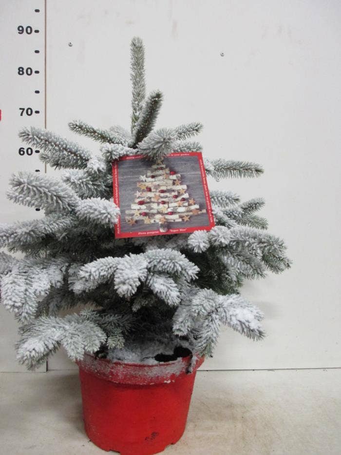 Picea pun. 'Super Blue' snow